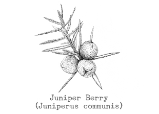 PipingRock Himalayan Juniper Berry Essential Oil