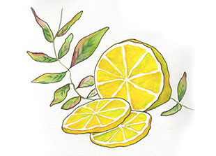 PipingRock Lemon Verbena Fragrance Oil